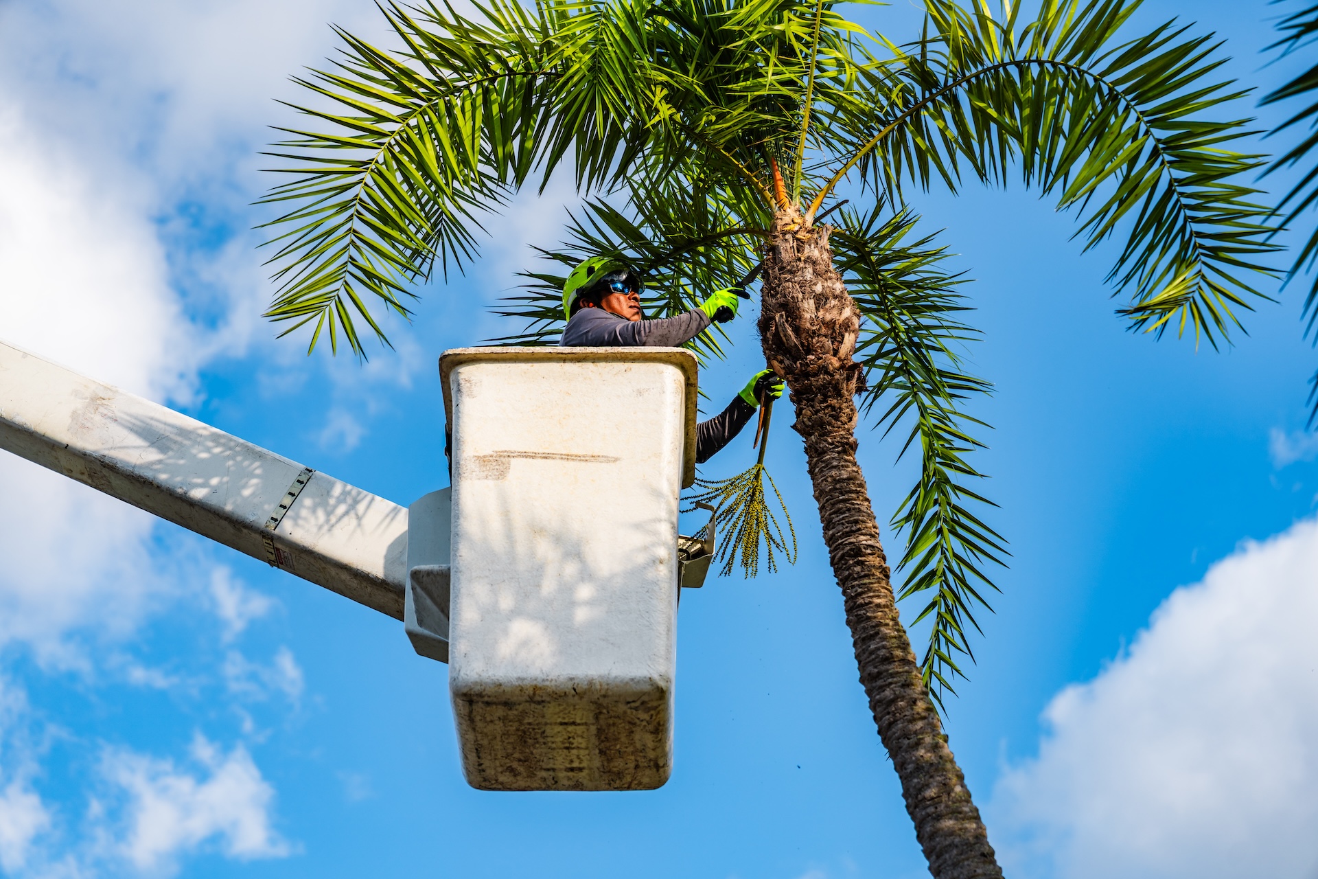 commercial tree services